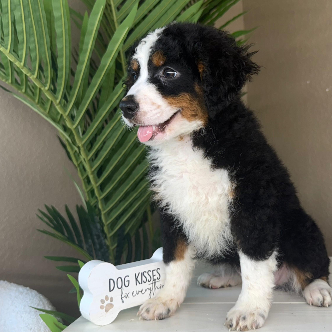 Mini-Bernedoodle-Puppy