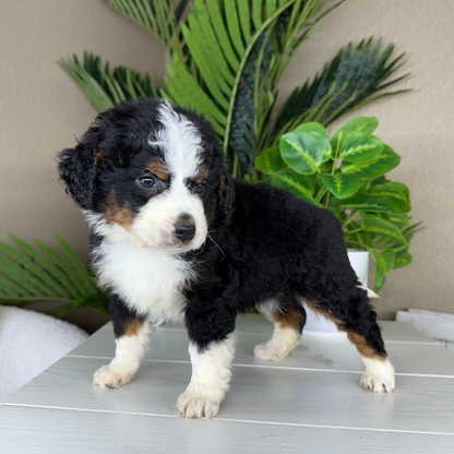 Mini-Bernedoodle-Puppy