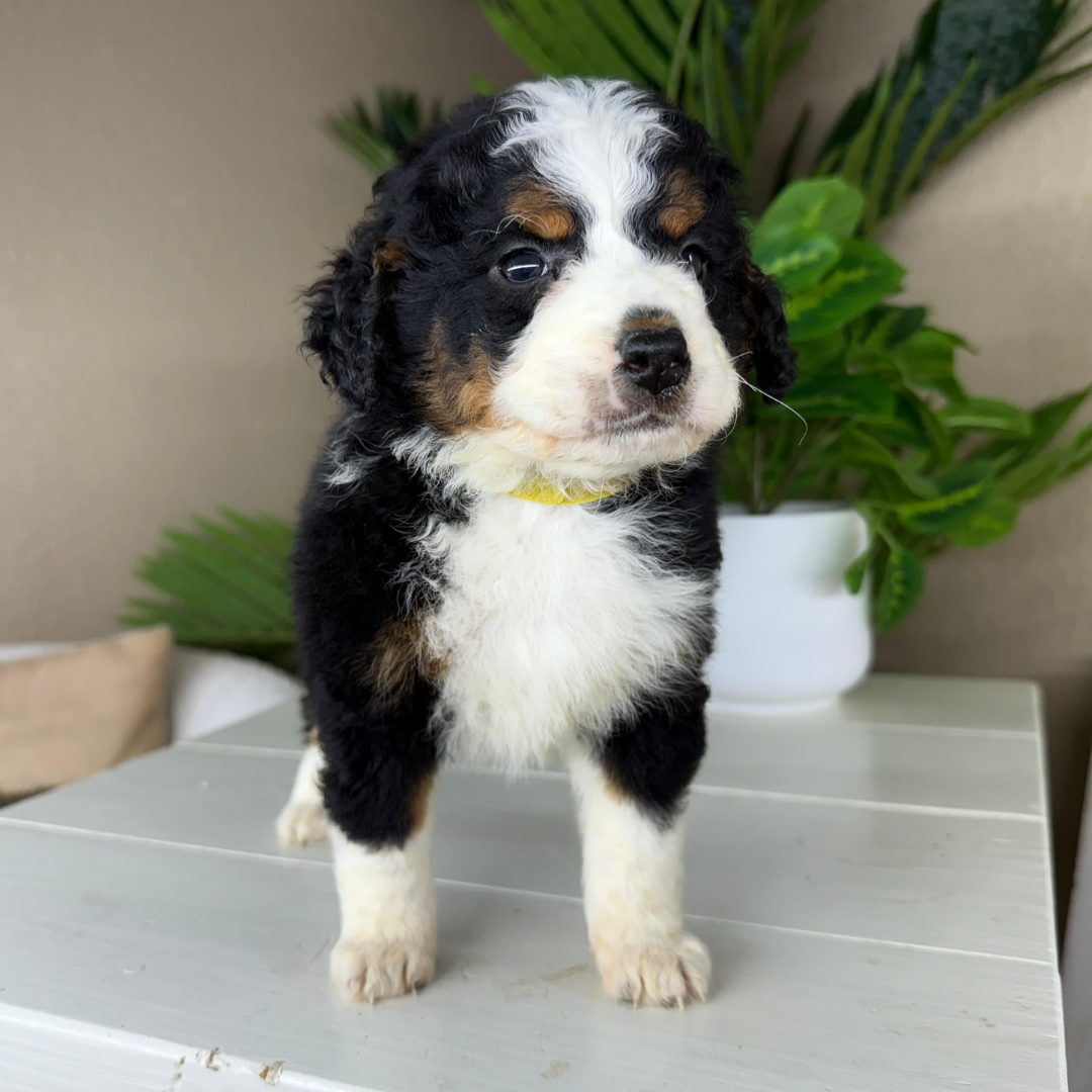 Mini-Bernedoodle-Puppy