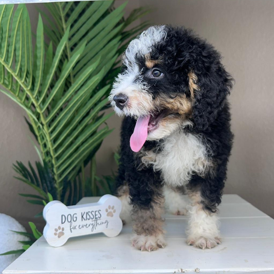 Mini-Bernedoodle-Puppy