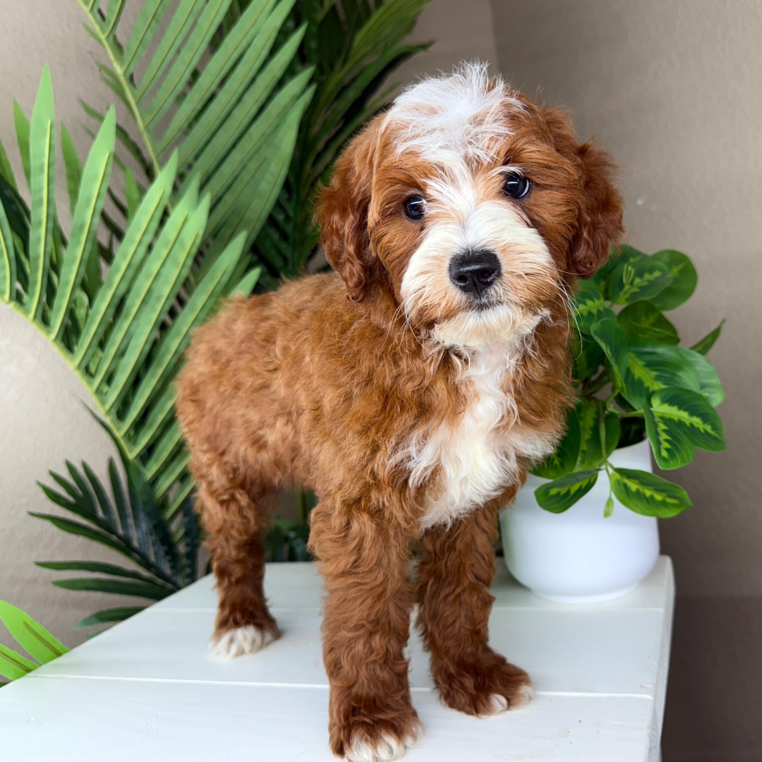 Micro-Goldendoodle-Puppy-For-Sale
