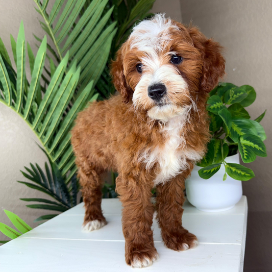 Micro-Goldendoodle-Puppy-For-Sale