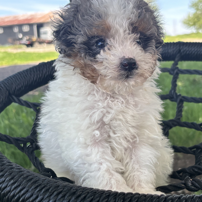 Merle-Bernedoodle-Breeder