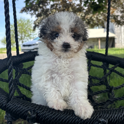 Merle-Bernedoodle-Breeder
