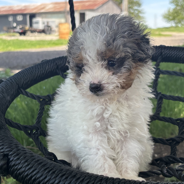 Merle-Bernedoodle-Breeder