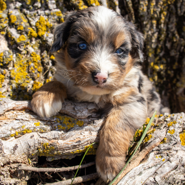 Blue-Eyed-Bernedoodle