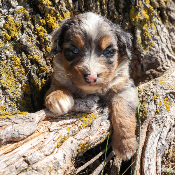 Blue-Eyed-Bernedoodle