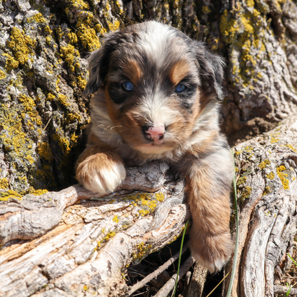 Blue-Eyed-Bernedoodle