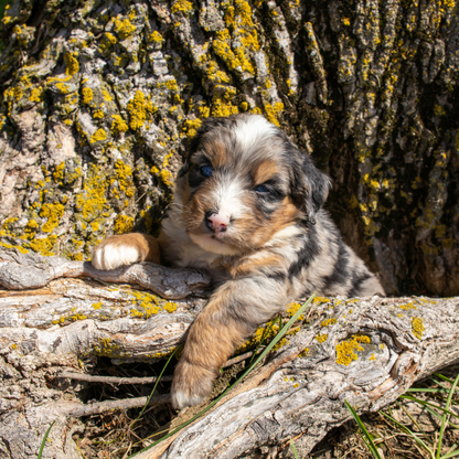 Blue-Eyed-Bernedoodle