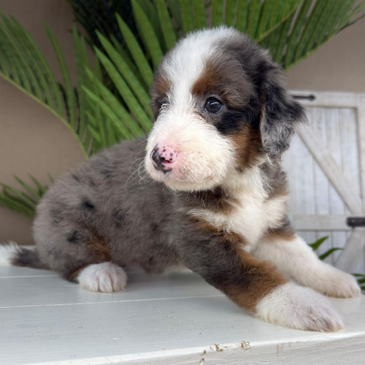 Merle-Mini-Bernedoodle