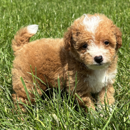 Micro-Goldendoodle-Puppy