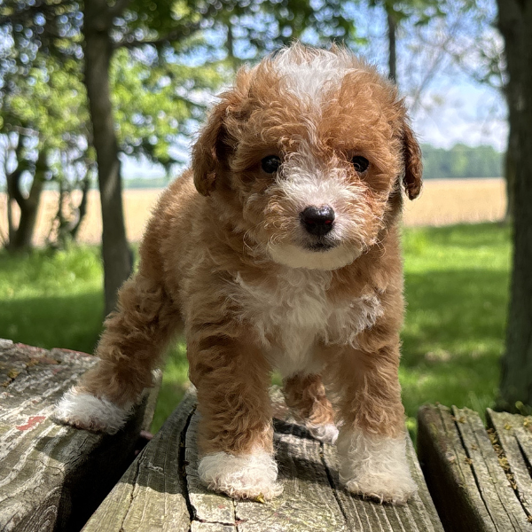 Micro-Goldendoodle-Puppy
