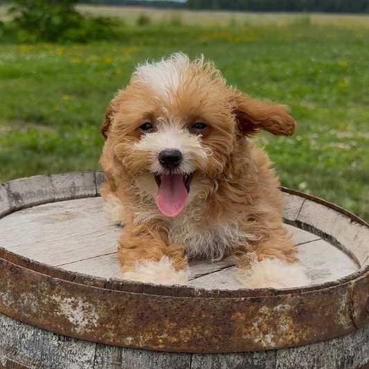 Goldendoodle-Puppy