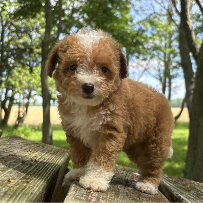 Micro-Goldendoodle-Puppy