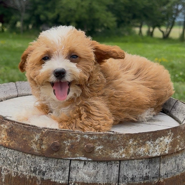 Goldendoodle-Puppy