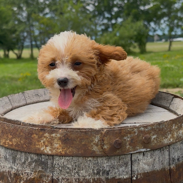Goldendoodle-Puppy