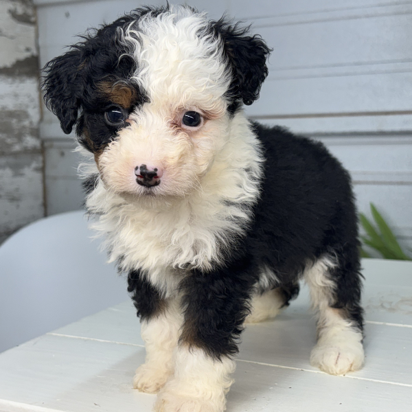 Micro-Bernedoodle