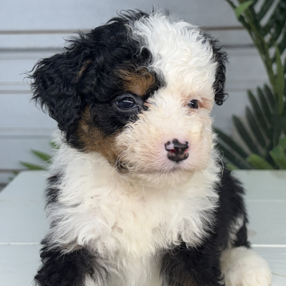 Micro-Bernedoodle