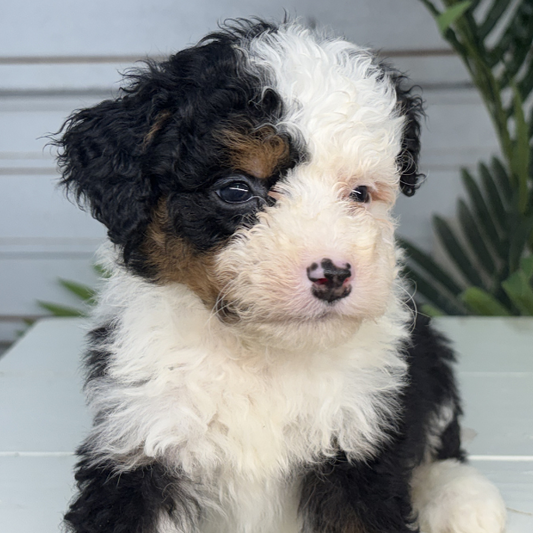 Micro-Bernedoodle