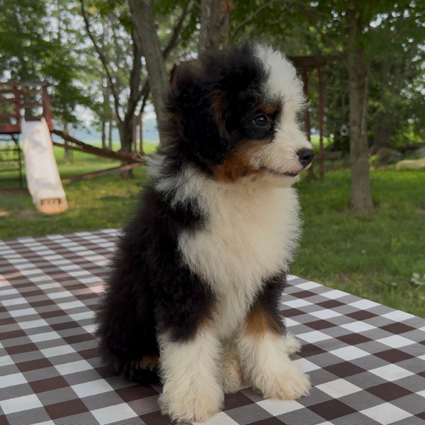 Micro-Bernedoodle-Puppy