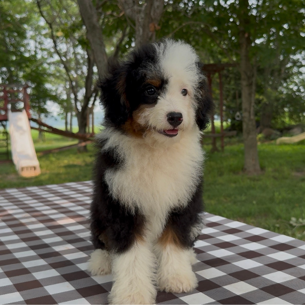 Micro-Bernedoodle-Puppy