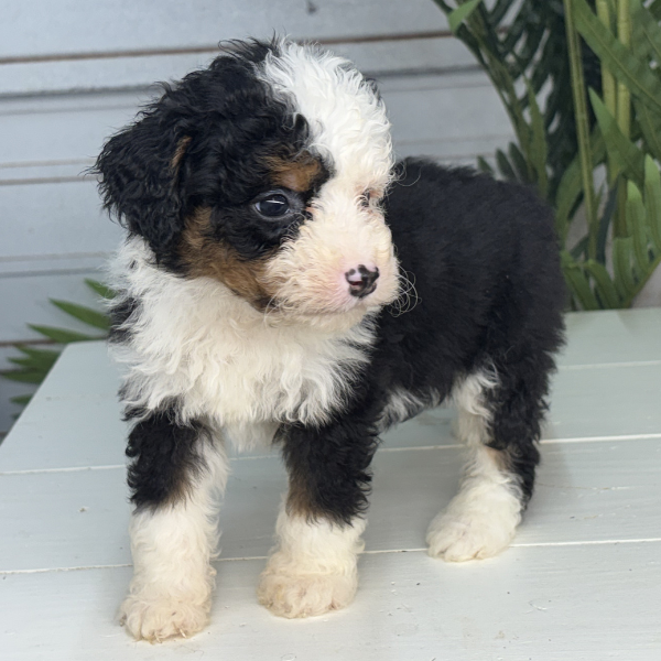 Micro-Bernedoodle