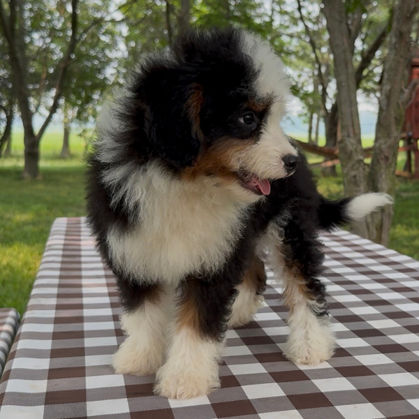 Micro-Bernedoodle-Puppy