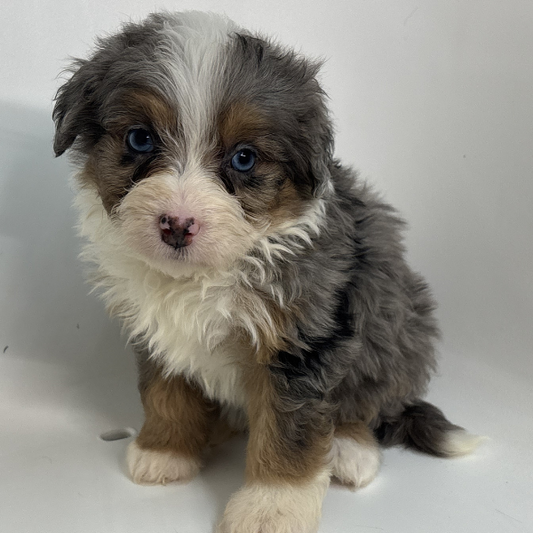 Bernedoodle