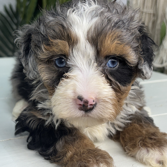 Merle-Bernedoodle