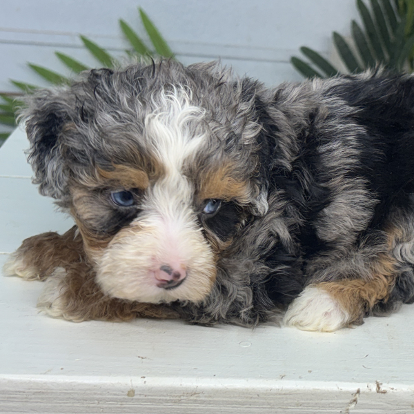 Merle-Bernedoodle