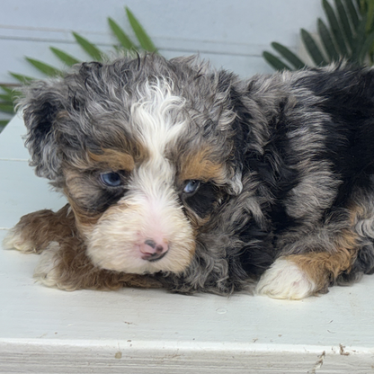 Merle-Bernedoodle