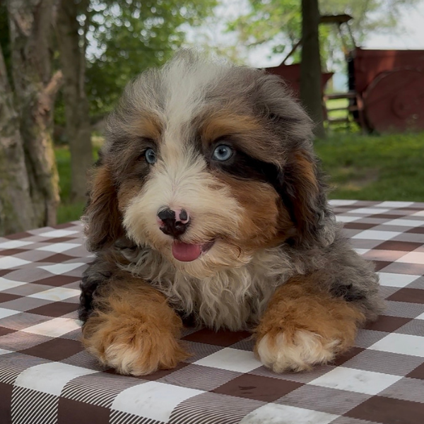 Merle-Blue-Eyes-Bernedoodle