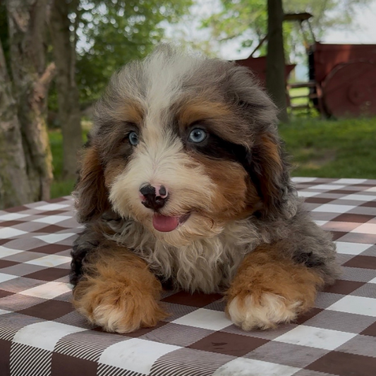 Merle-Blue-Eyes-Bernedoodle