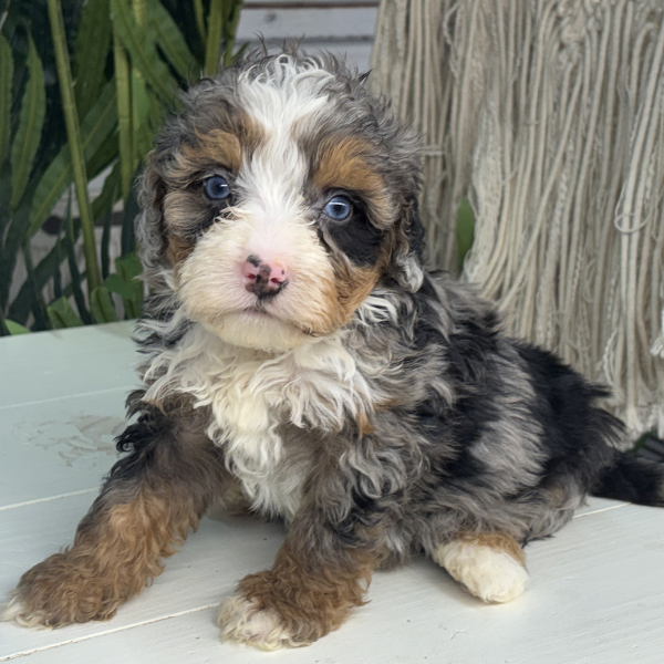 Merle-Bernedoodle