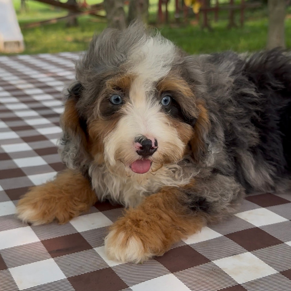 Merle-Blue-Eyes-Bernedoodle