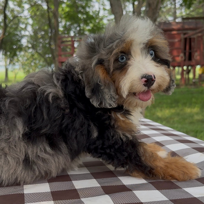 Merle-Blue-Eyes-Bernedoodle
