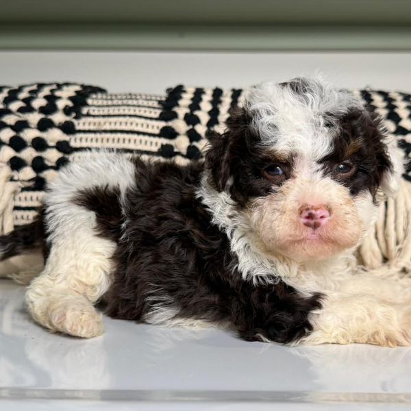 Chocolate-Bernedoodle