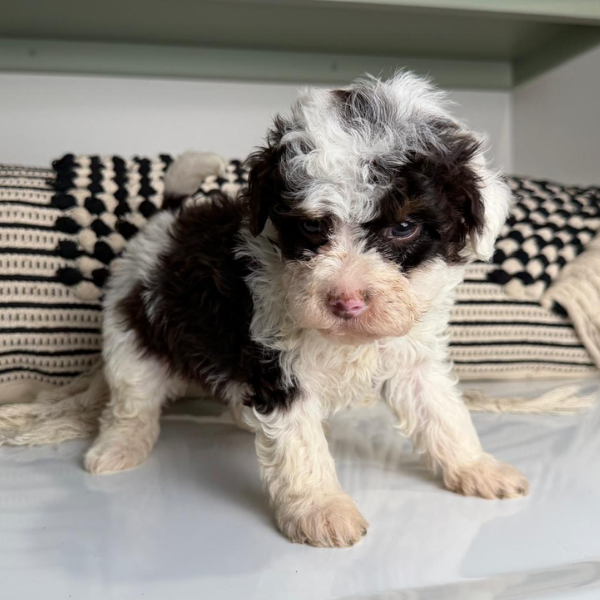Chocolate-Bernedoodle