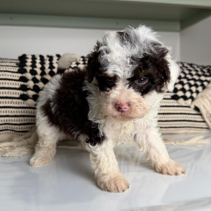 Chocolate-Bernedoodle