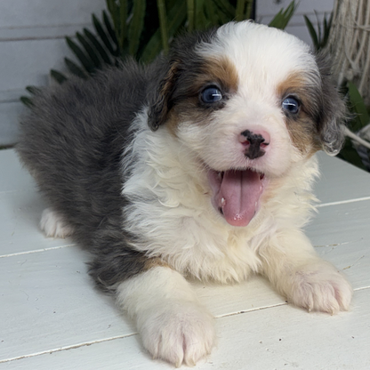 Merle-Tricolor-Bernedoodle