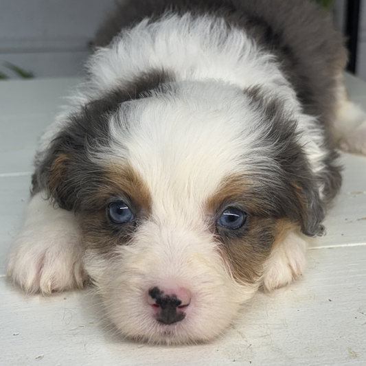 Merle-Tricolor-Bernedoodle