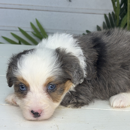 Merle-Tricolor-Bernedoodle