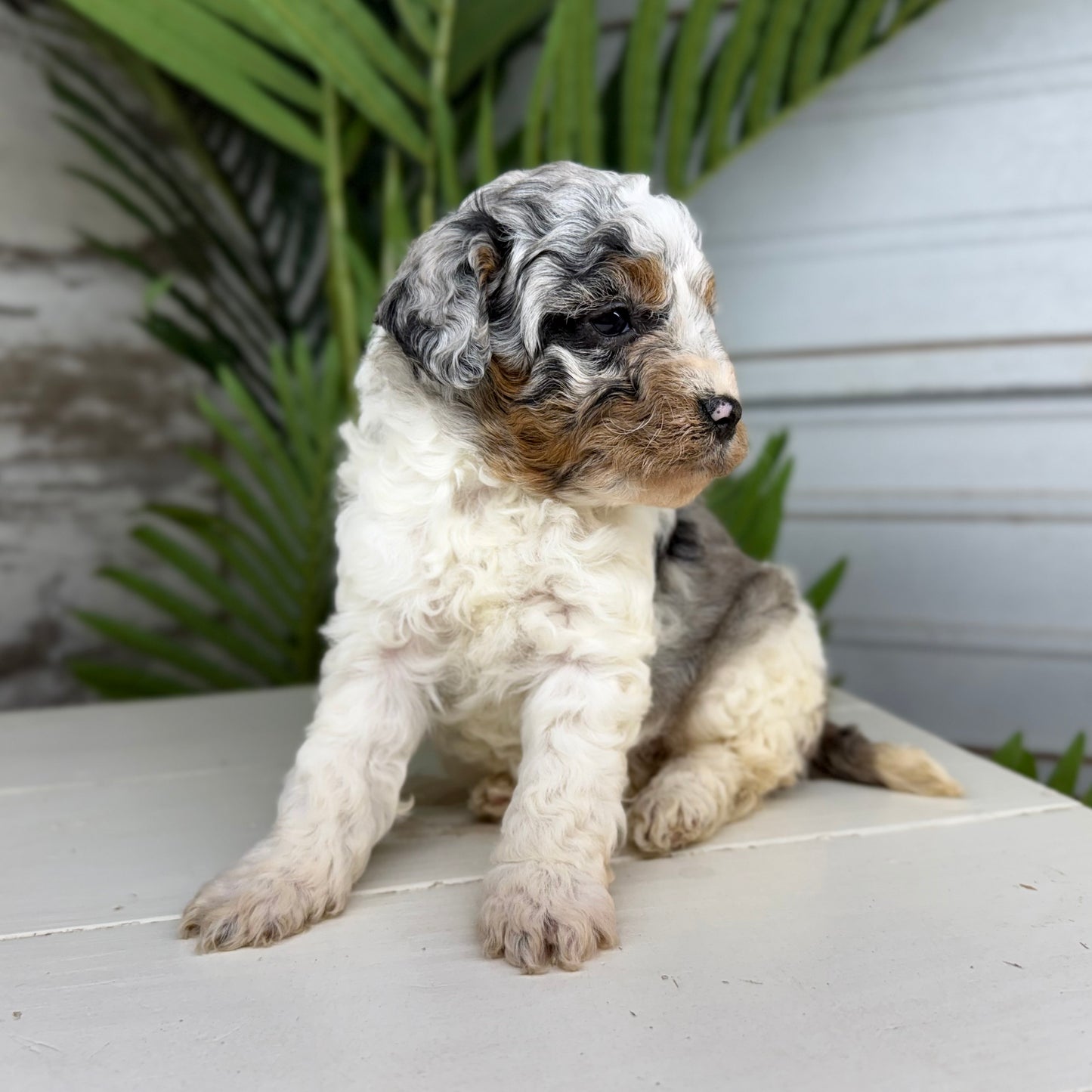 Blue-Merle-Bernedoodle