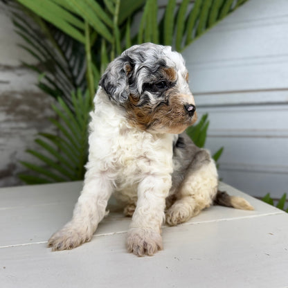 Blue-Merle-Bernedoodle