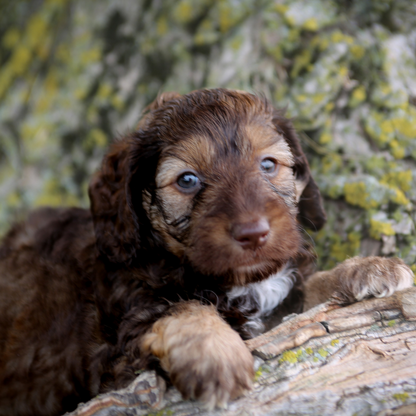Chocolate-Goldendoodle