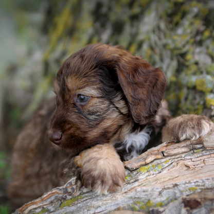Chocolate-Goldendoodle