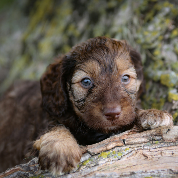 Chocolate-Goldendoodle