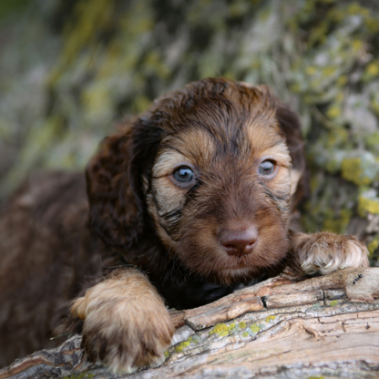 Chocolate-Goldendoodle