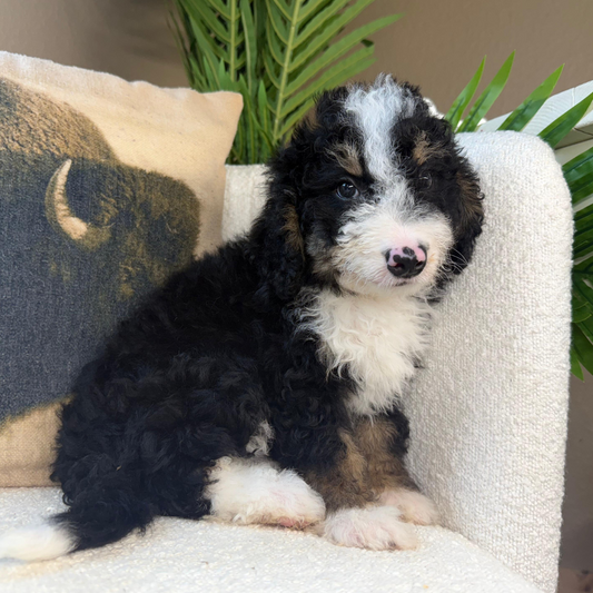 Mini-Bernedoodles