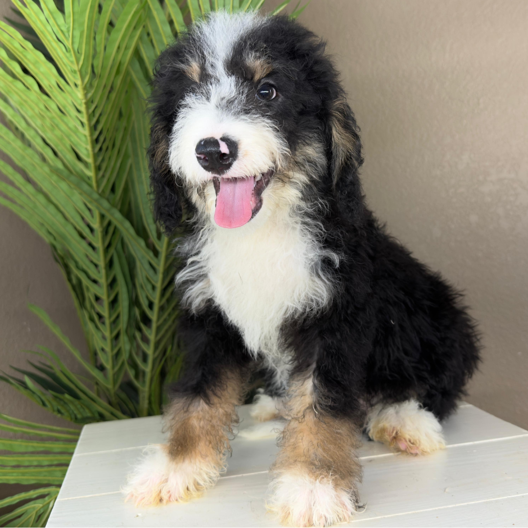 Micro-Bernedoodles